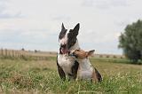 BULL TERRIER MINIATURE 055